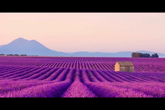 Lavender - Verdon Canyon - Castellane - Moustier - Small Group