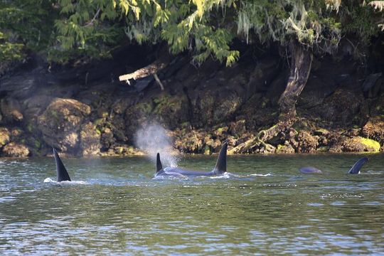 Private Boat Tour of Misty Fjords from Ketchikan