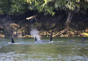 Private Boat Tour of Misty Fjords from Ketchikan