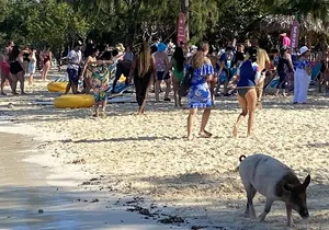 Private Beach Day Snorkeling and Swimming with Pig in Rose Island