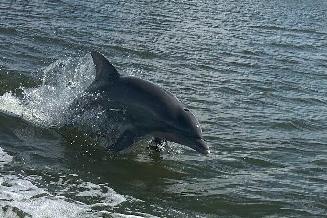 Private Dolphin Sightseeing Excursion