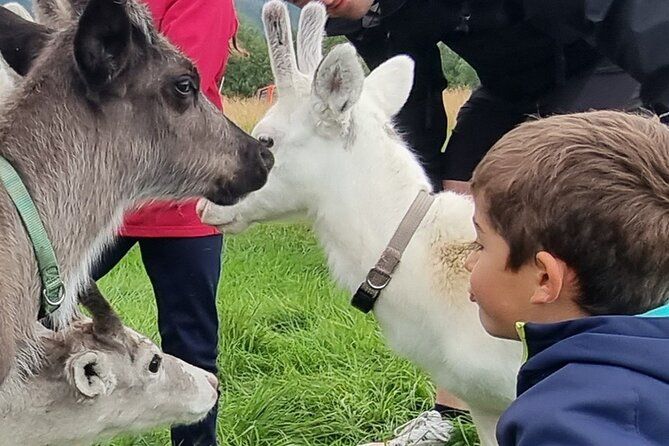 Sami Culture and Reindeer Cuddles Experience
