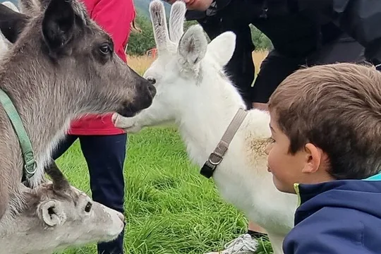 Sami Culture and Reindeer Cuddles Experience