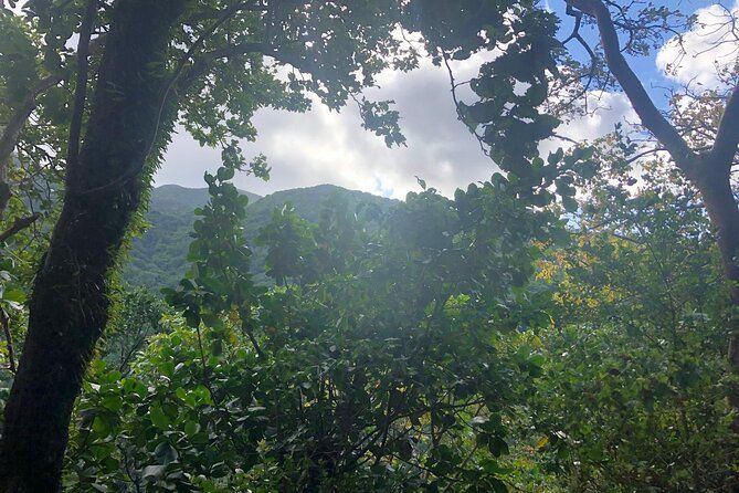 Wingfield Rainforest Guided Hike St Kitts Romney Manor Adventure