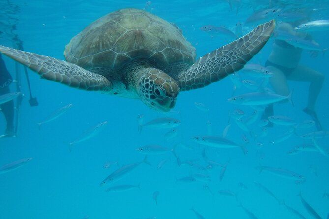 Wild Turtles & Shipwreck Snorkeling Cruise Experience In Barbados
