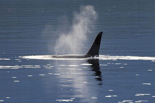 Private Alaska Native Excursion Cultural Scenic Experience