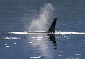 Private Alaska Native Excursion Cultural Scenic Experience