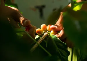 Kona Coffee Tasting: A Farm to Cup Experience