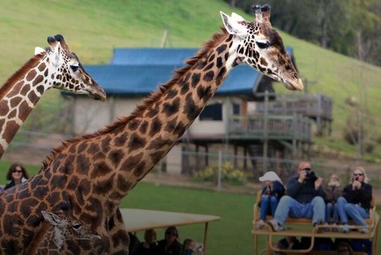Classic Safari Adventure at Safari West