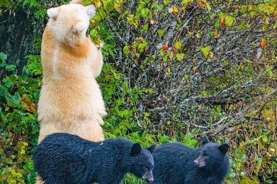 2 hr Private Custom Tour of Ketchikan (14 people) Wildlife + More