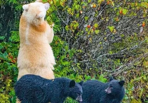 2 hr Private Custom Tour of Ketchikan (14 people) Wildlife + More