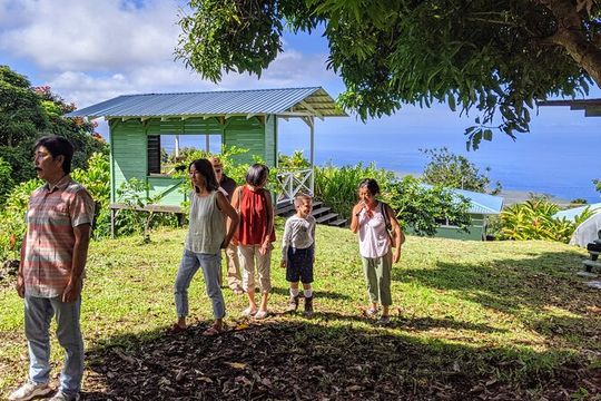Hala Tree Coffee Farm Tour