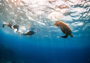 Lahaina Snorkel with Turtles and Free Underwater Photos