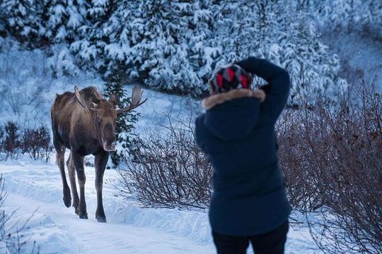 Anchorage Winter Wonderland Photo Tour