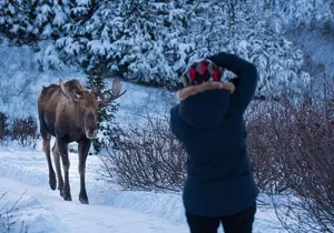 Anchorage Winter Wonderland Photo Tour