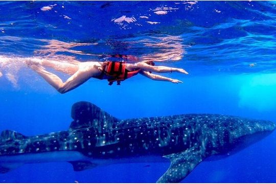 Snorkel and Swimming with Whale Shark in Cancun
