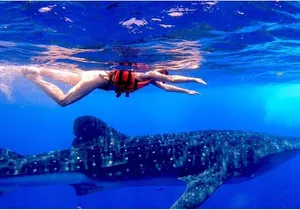 Snorkel and Swimming with Whale Shark in Cancun