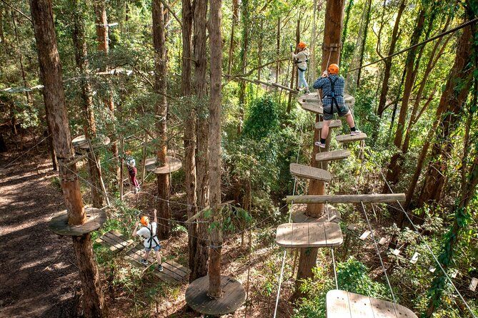 Explore Ourimbah State Forest Tree Ropes Course