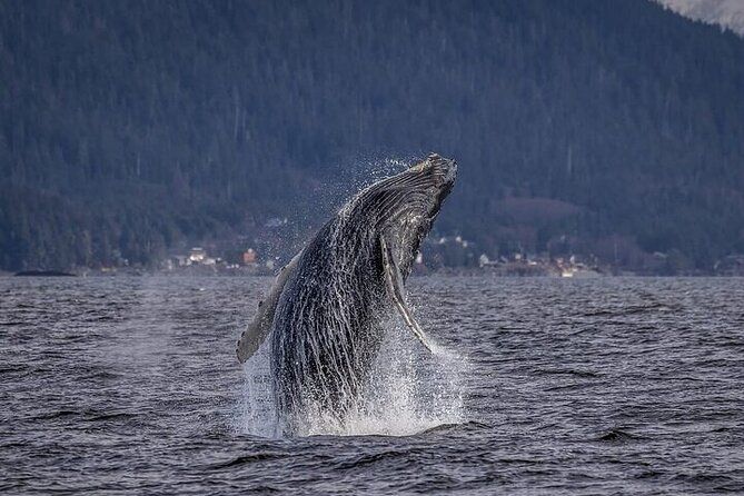 Private Whale and Wildlife Viewing