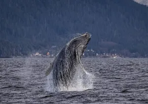 Private Whale and Wildlife Viewing