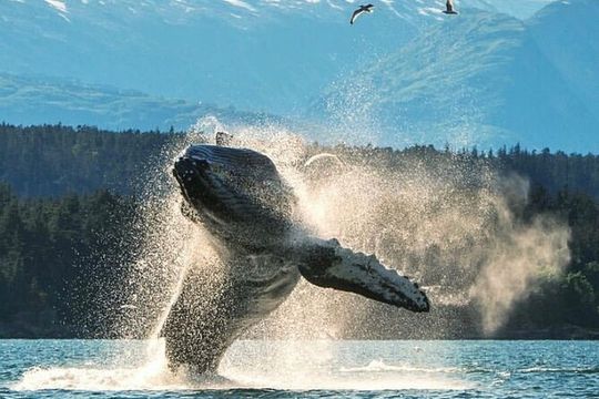 4hr Ketchikan Private custom tour (4 people) Wildlife + More