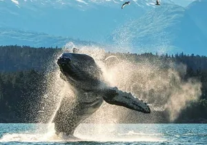 4hr Ketchikan Private custom tour (4 people) Wildlife + More