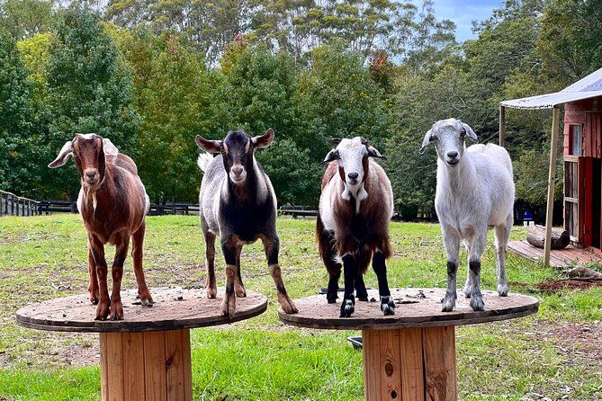 Yarramalong Valley Horse Farm Stay & Tours