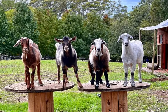 Yarramalong Valley Horse Farm Stay & Tours