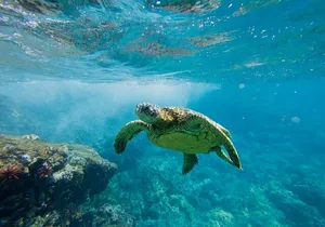 Lāna'i Coast Snorkel and Sail
