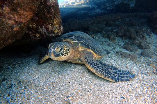 Certified Divers! Scuba dive the Ka'anapali Coast and more!