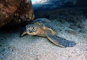 Certified Divers! Scuba dive the Ka'anapali Coast and more!