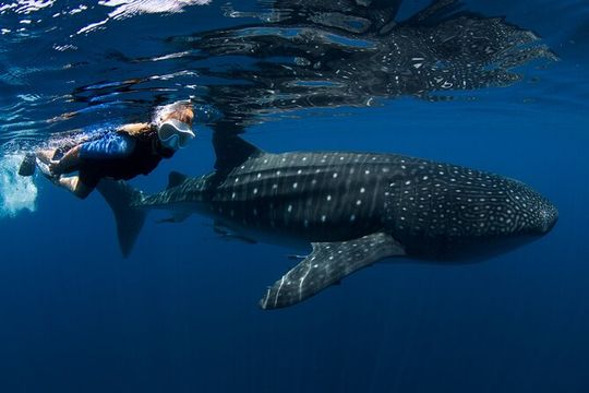 Cancun : Whale Shark snorkeling trip with Mujeres island, all inc