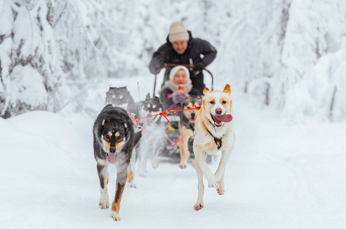 Rovaniemi Insider: 10 km Husky Self‑Drive Adventure