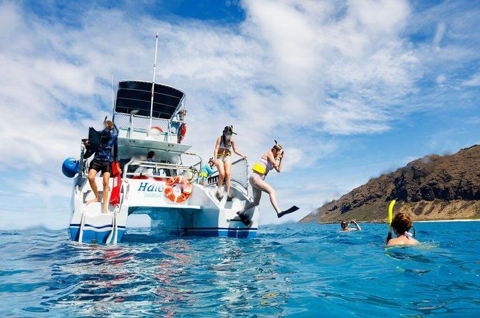 Small-Group Dolphin Turtle & Whale Safari w/ Marine Biologists