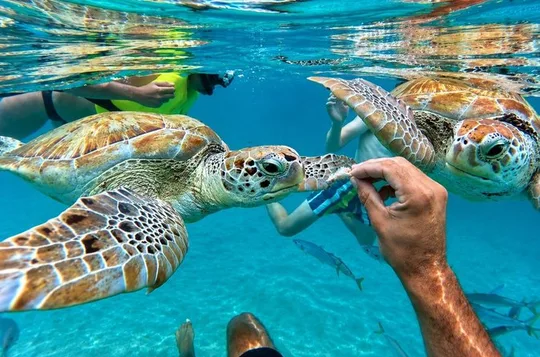 Wild Turtles & Shipwreck Snorkeling Cruise Experience In Barbados