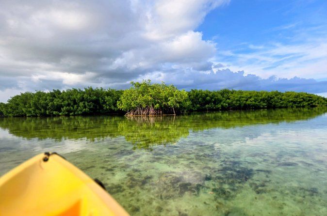 Private Guided Mangrove Eco-Tour Adventure