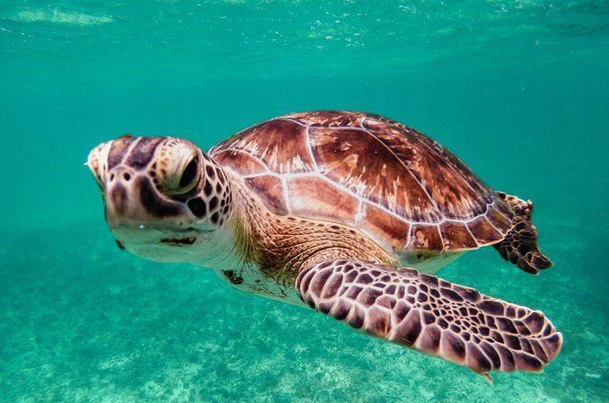 4 in 1 Experience in Tulum