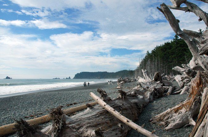 From Seattle Private Hoh Rain Forest and Rialto Beach Tour