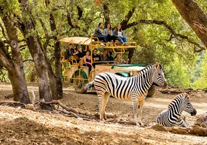 Safari West Sonoma Adventure Tour