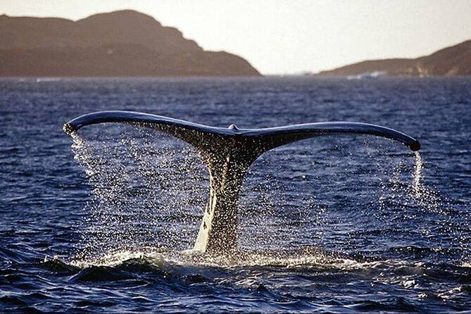 Marathon FL Sandbar Cruise & Sightseeing Adventure