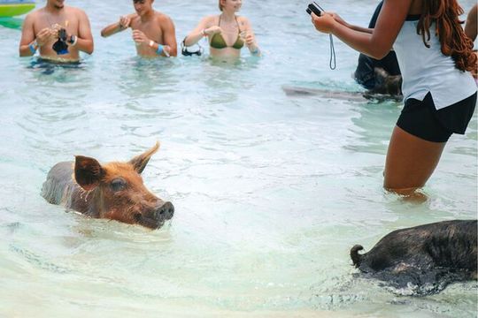 Rose Island Swimming Pigs & Beach Snorkeling Experience Nassau.
