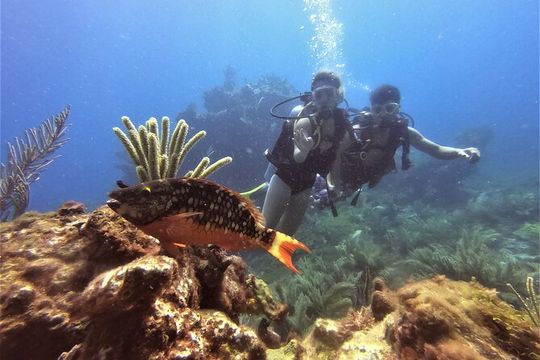 2 Deep Reef Dives in Cancun Caribbean Sea for Certified Divers