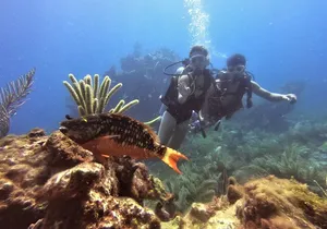 2 Deep Reef Dives in Cancun Caribbean Sea for Certified Divers