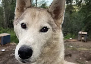 Siberian Husky Kennel Tour in Fairbanks Alaska