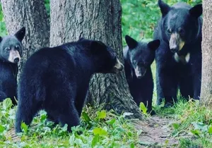 3hr Custom Private Tour of Ketchikan (4 People) Wildlife + More