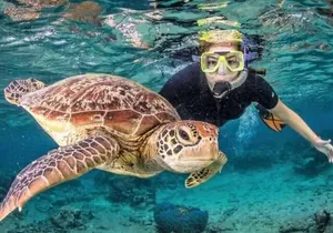 Waikiki Turtle Canyon Snorkeling and Swim Tour