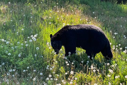 Full Day Emerald Lake Tour With Huskies