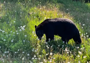 Full Day Emerald Lake Tour With Huskies