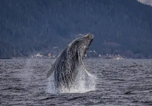 Shared Whale and Wildlife Viewing