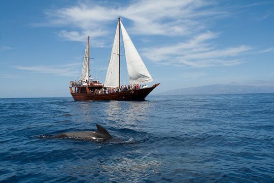 Whale Safari to Los Gigantes with pickup from North